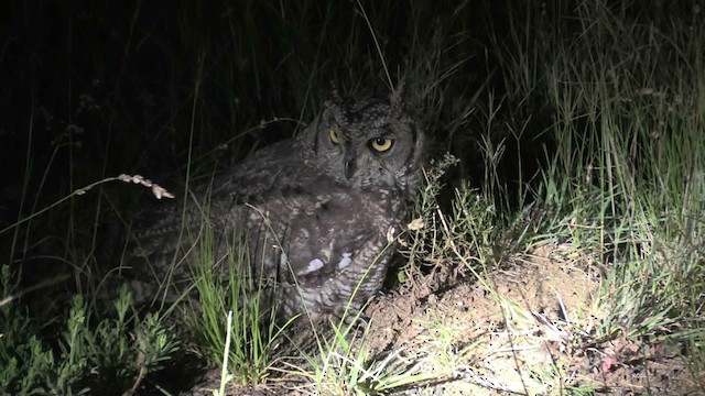 Spotted Eagle-Owl - ML201049181