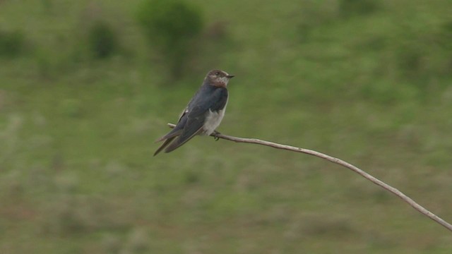 South African Swallow - ML201049401
