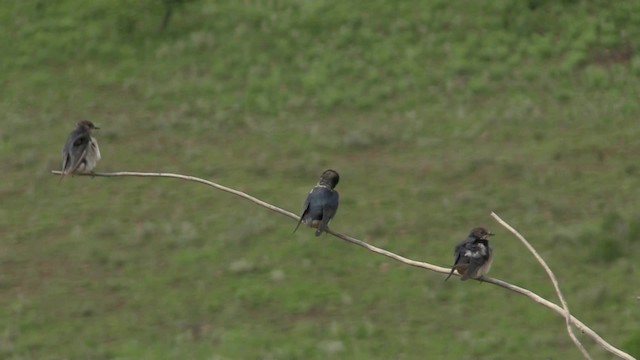 South African Swallow - ML201049411