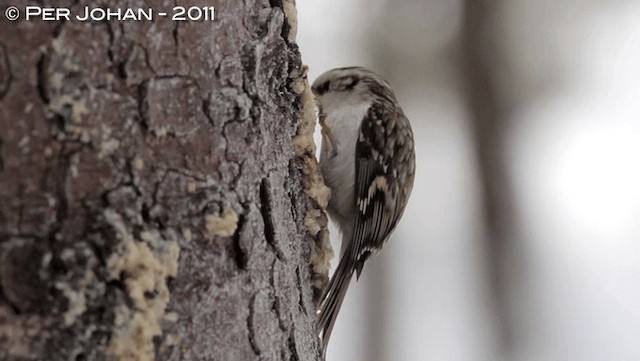 Eurasian Treecreeper - ML201049451