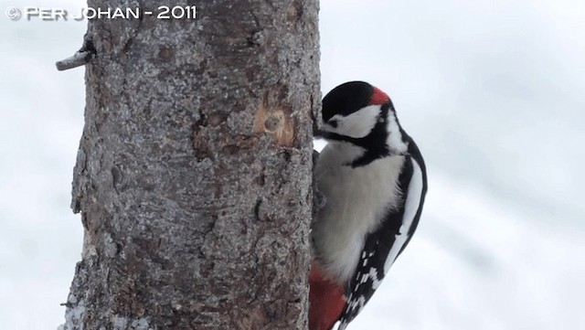 Great Spotted Woodpecker (Great Spotted) - ML201049461