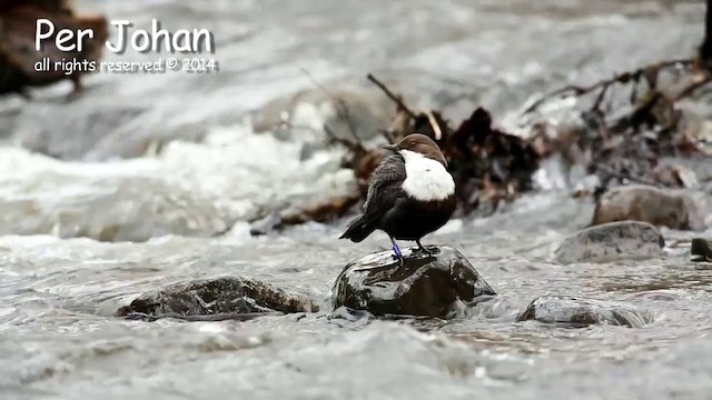 White-throated Dipper - ML201049521