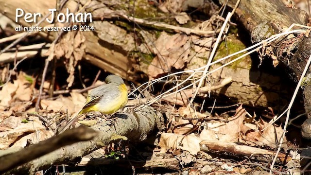 Gray Wagtail - ML201049531