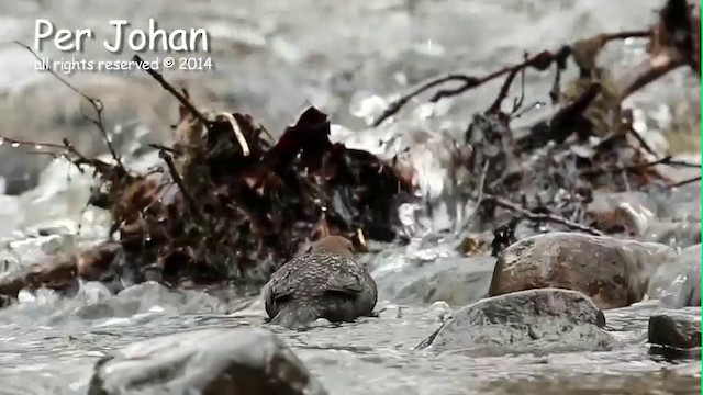 White-throated Dipper - ML201049541