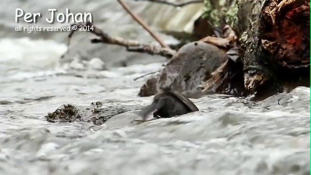 White-throated Dipper - ML201049551