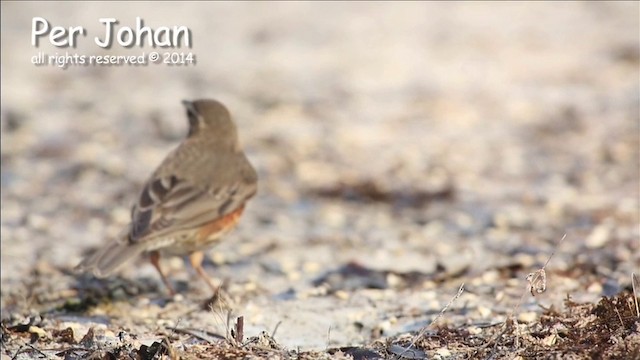 Redwing - ML201049571