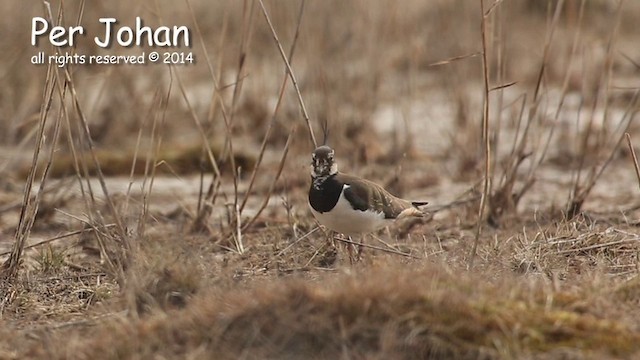 Northern Lapwing - ML201049581