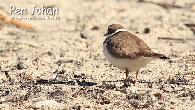 Little Ringed Plover - ML201049601