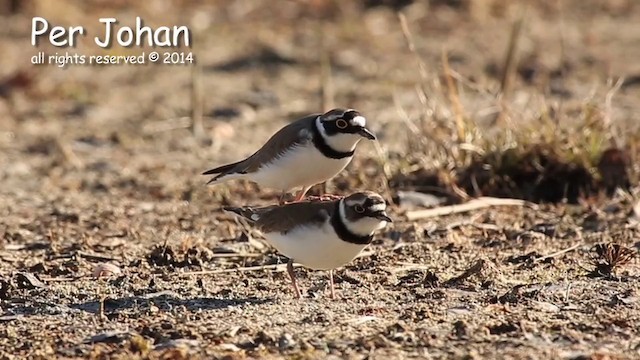 Little Ringed Plover - ML201049611