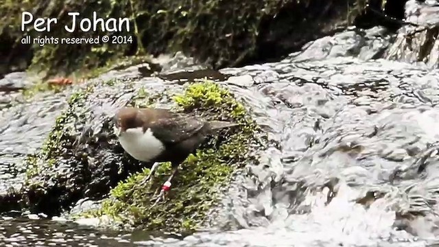 White-throated Dipper - ML201049651