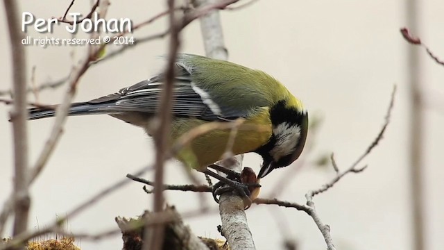 Great Tit - ML201049661