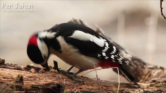 Great Spotted Woodpecker (Great Spotted) - ML201049671