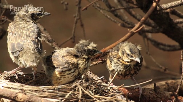 Redwing - ML201049701