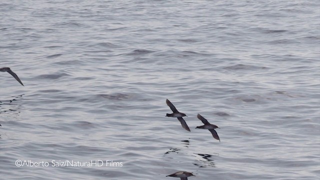 Puffin des Baléares - ML201049731