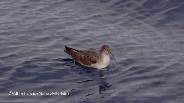 Puffin des Baléares - ML201049741