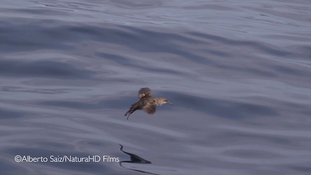 Balearic Shearwater - ML201049751