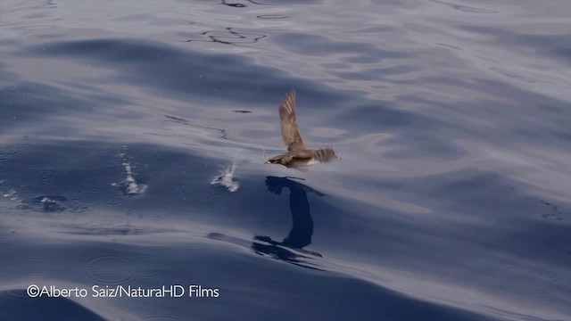 Balearic Shearwater - ML201049761