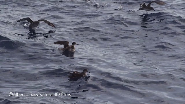 Balearic Shearwater - ML201049771