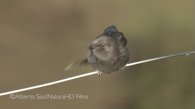 Northern Black-Flycatcher - ML201049791