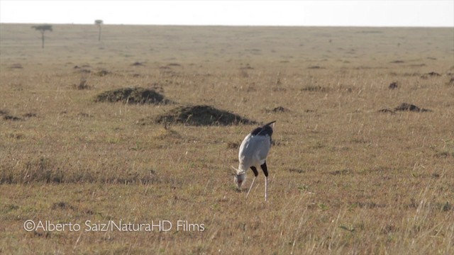 Secretarybird - ML201049801
