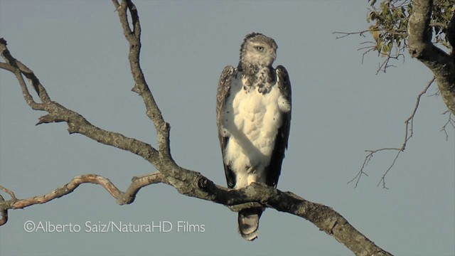 Martial Eagle - ML201049811