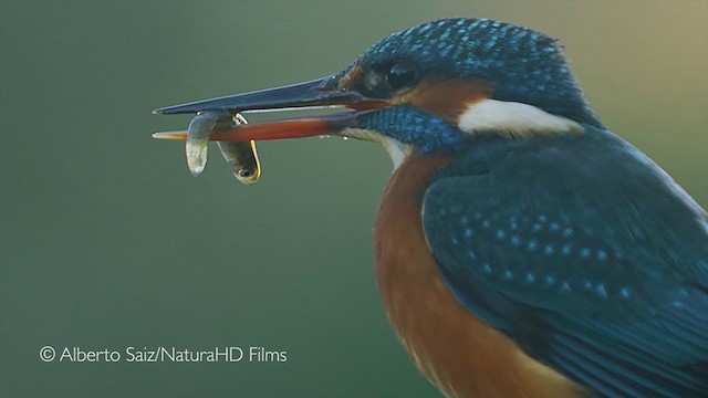 Common Kingfisher - ML201049821