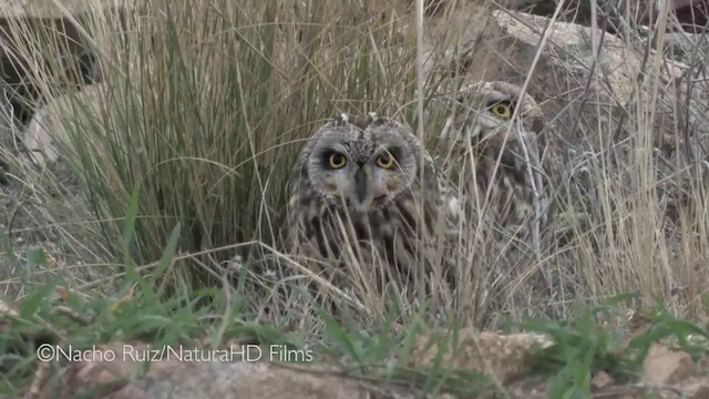Short-eared Owl - ML201049831