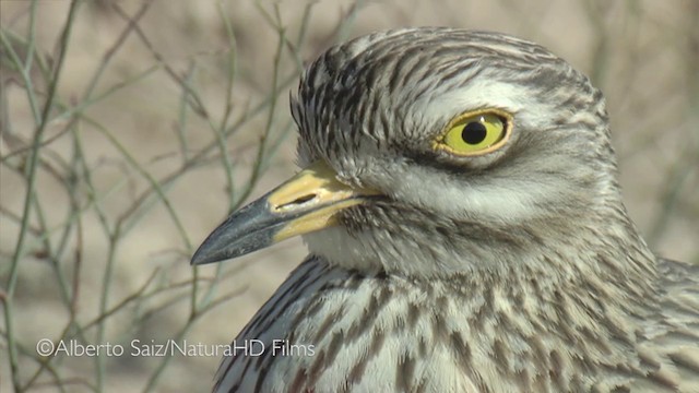Eurasian Thick-knee - ML201049841