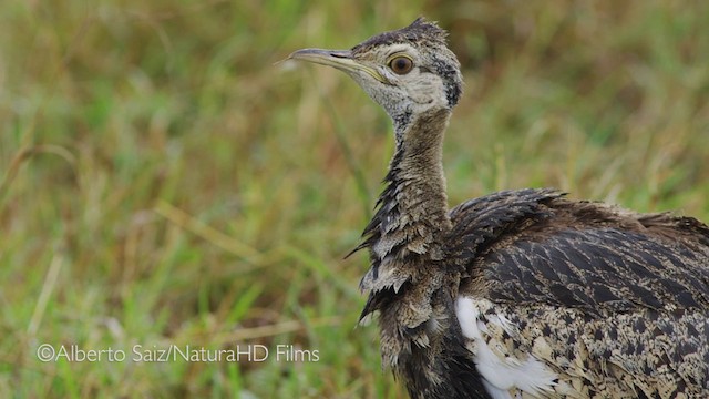 Black-bellied Bustard - ML201049851