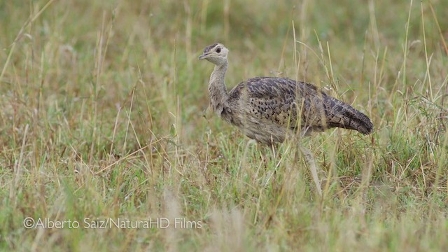 Black-bellied Bustard - ML201049861