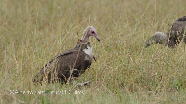 Hooded Vulture - ML201049871