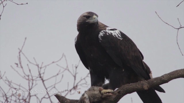 Spanish Eagle - ML201049891