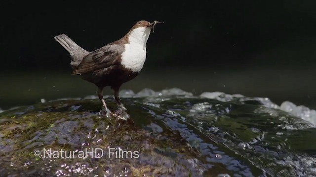 White-throated Dipper - ML201049901