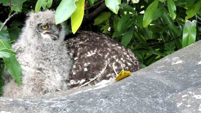 Spotted Eagle-Owl - ML201049921