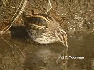 Jack Snipe - ML201049931