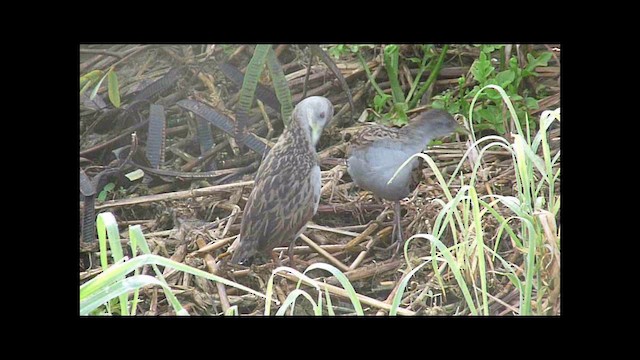 Ash-throated Crake - ML201049941