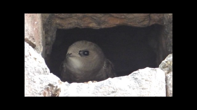 ウスアマツバメ - ML201049961