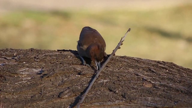 Brown Cacholote - ML201049971