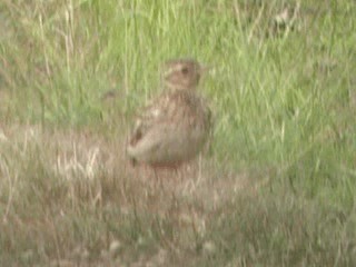 Wood Lark - ML201049991