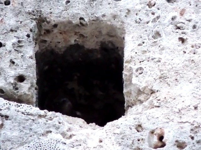 キューバムラサキツバメ - ML201050271