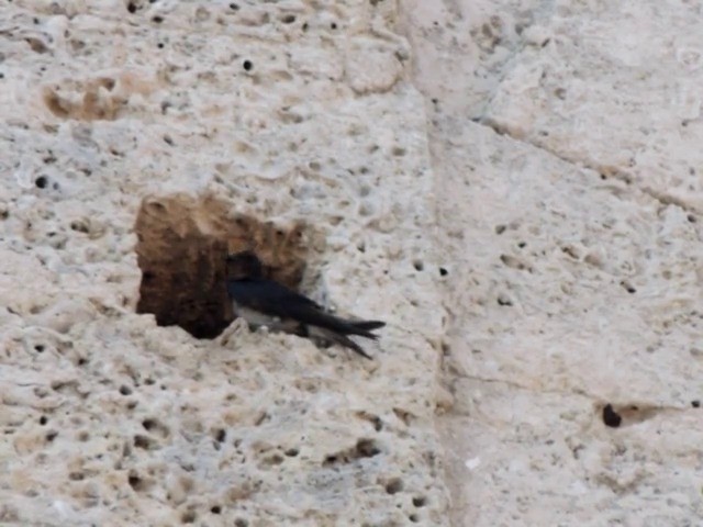 キューバムラサキツバメ - ML201050281