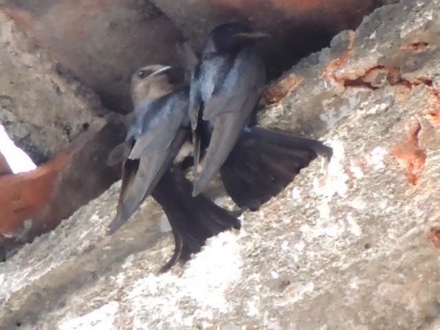 キューバムラサキツバメ - ML201050291