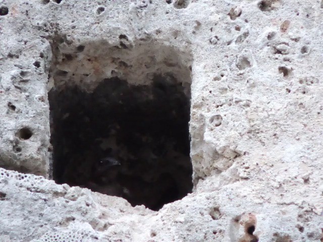 キューバムラサキツバメ - ML201050301