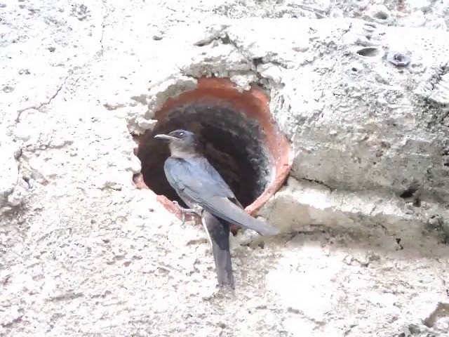 キューバムラサキツバメ - ML201050311