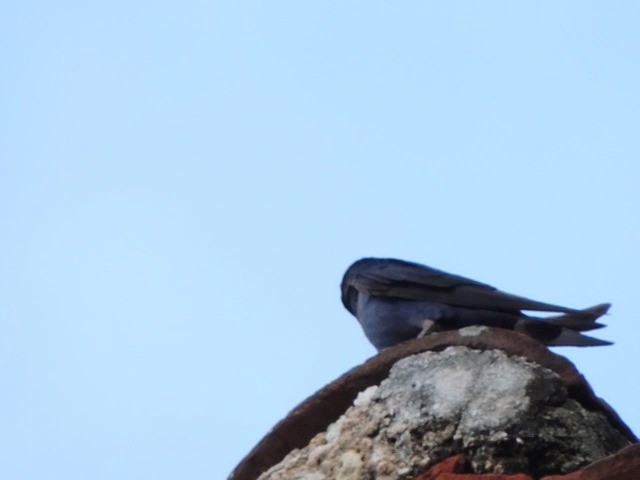 キューバムラサキツバメ - ML201050321