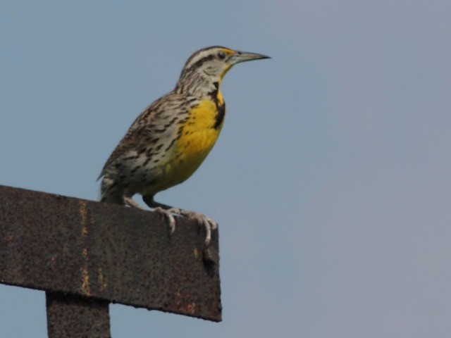 Eastern Meadowlark - ML201050331