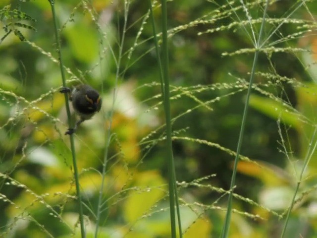 Yellow-faced Grassquit - ML201050351