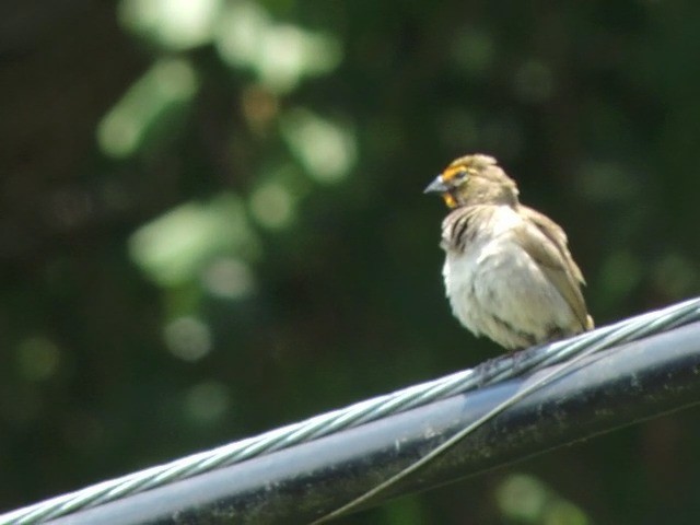 Yellow-faced Grassquit - ML201050361