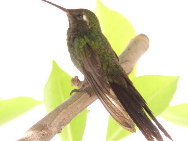 kolibřík kubánský - ML201050401