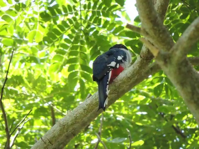 Cuban Trogon - ML201050411